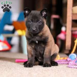 Dixie, Belgian Malinois Puppy